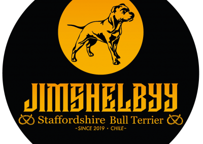 Canil Staffordshire Bull Terrier